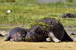 nijlpaard moeder met jong
