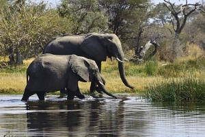 Olifanten in Botswana