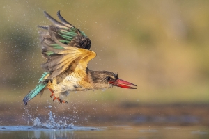 kingfisher die uit het water komt