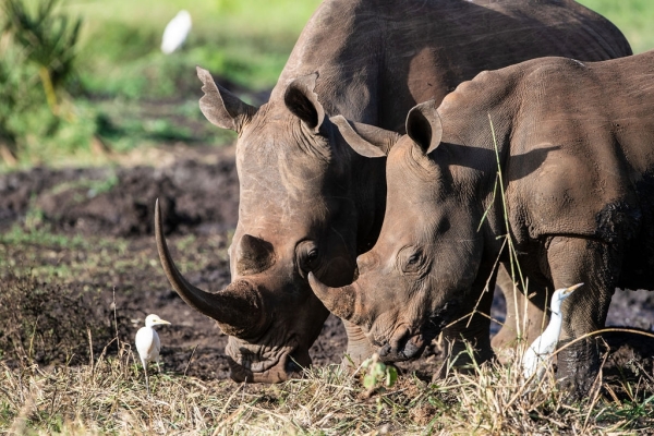 Zuid-Afrika - Fotoreis: Panorama Route & Greater Kruger (Karongwe & Nkomazi)