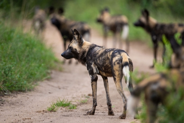Zimbabwe - Fotoreis: Vic Falls en Hwange Private Reserves