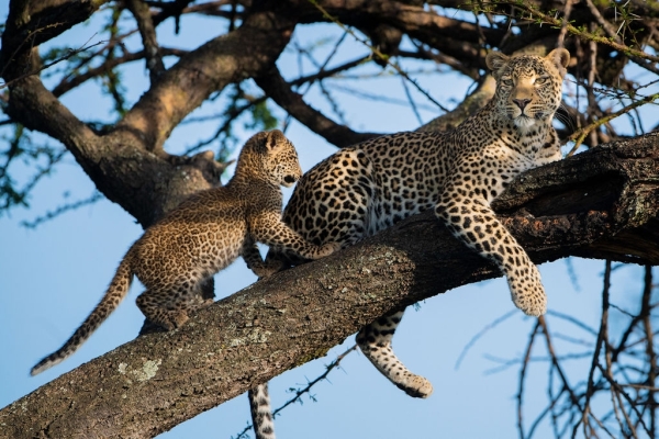 Zambia - Luxe Fotoreis in South Luangwa