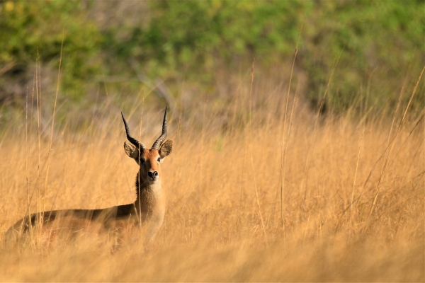 Zambia - Off the Beaten Track – Luangwa & Luambe Safari