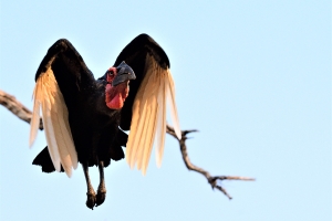 Afrika safari Zambia - Vliegende groundhornbill
