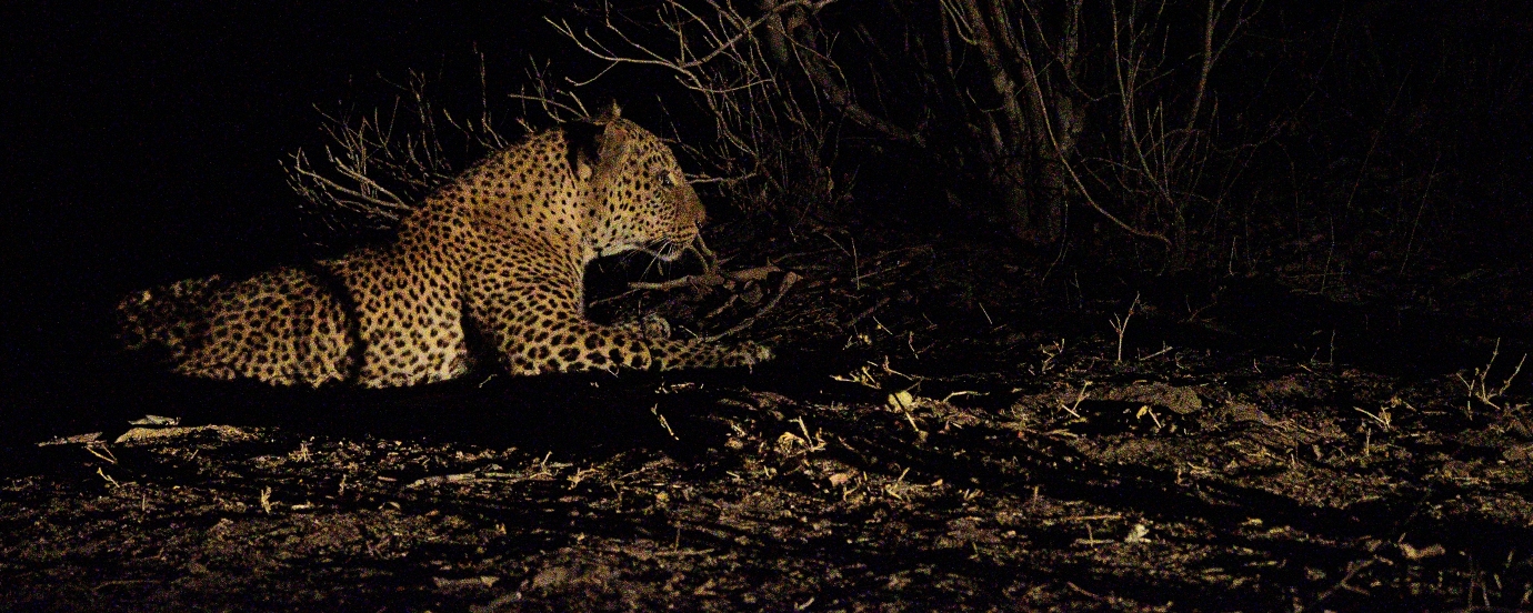 luipaard in de nacht Zambia