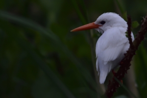 Witte malachite kingfisher