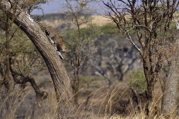 Top 5 parken van Tanzania, safariland nr. 1