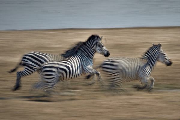 Zambia - Top 3 parken om te bezoeken
