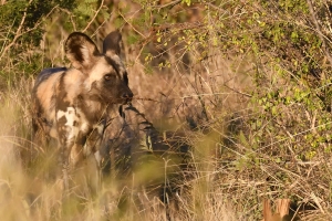 Zuid-Afrika - Wilde hond in de bosjes