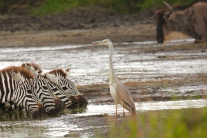 Tanzania - drinkende zebra's met reiger