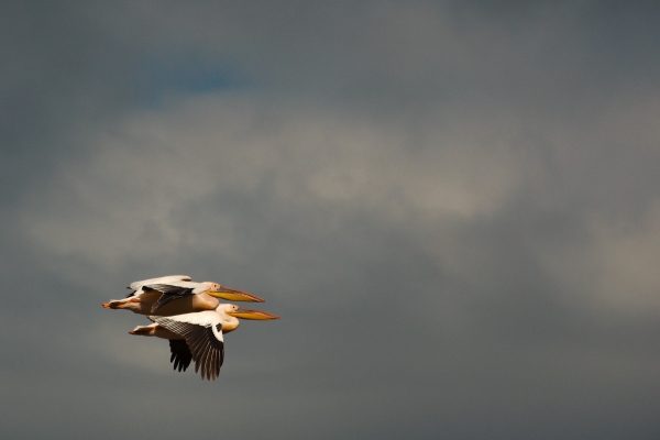Alle informatie voor een safari / rondreis in Tanzania