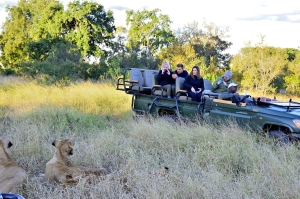Africa Wildlife Safaris - leeuwen bij de auto