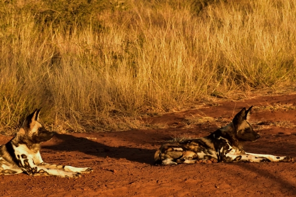 Wat is het beste land voor een safari in Afrika?