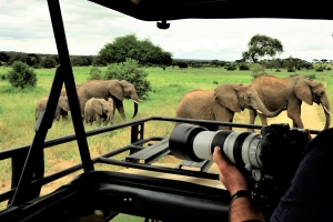 Africa Wildlife Safaris - olifanten in Tarangire