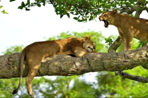 Africa Wildlife Safaris - tree climbing lions