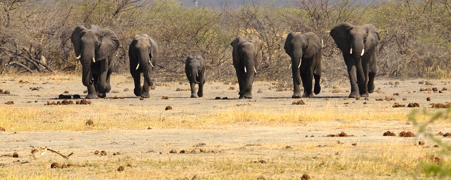 Botswana - 6 olifanten op een rij