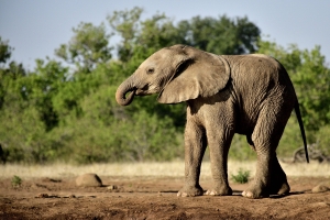 Africa Wildlife Safaris - drinkende jonge olifant