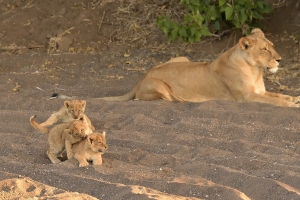 Africa Wildlife Safaris - leeuwen pups