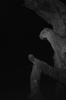 Afrika safari Zambia - luipaard 's nachts in de boom