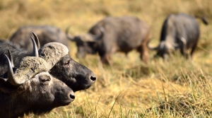 Afrika safari Botswana - buffel tweeling