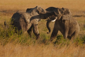 Afrika safari Tanzania - spelende olifanten Serengeti