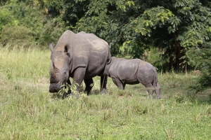 Afrika safari Oeganda - neushoorn moeder met jong kalf