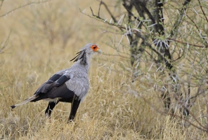 Afrika safari Botswana - Secretary bird