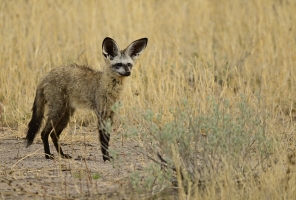 Afrika safari Botswana - Bat eared fox