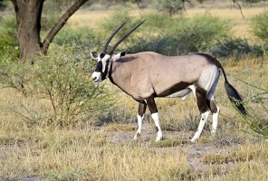 Afrika safari Botswana - Gemsbok