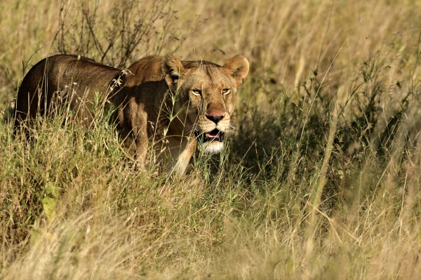 Waar zie je een leeuw op safari?