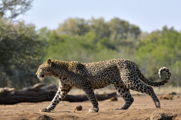 Waar zie je een Luipaard op safari?