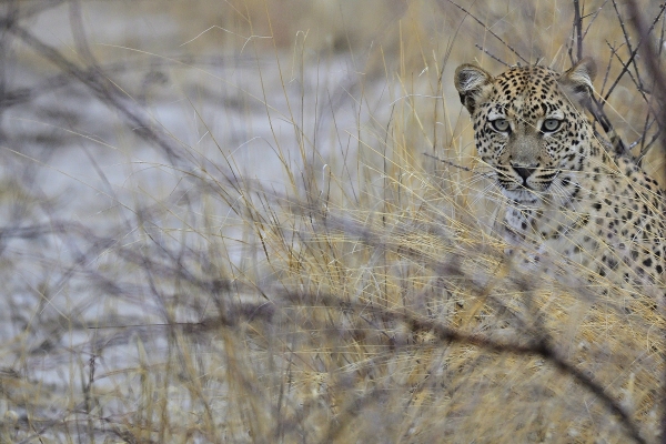 Hoe kies je de beste safari in Afrika?