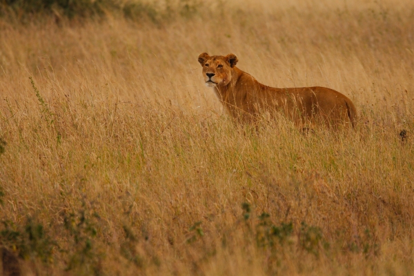 Hoe ziet een dag op safari eruit? Dagindeling voor jouw safari-ervaring