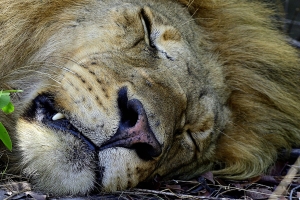 Afrika safari Botswana - slapende mannetjes leeuw