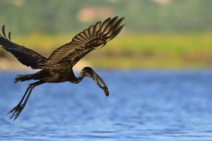 Afrika safari Botswana - Chobe open bill stork