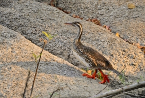 Afrika safari - African finfoot komt uit het water