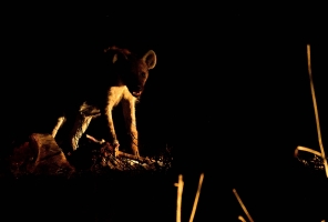 Afrika safari - Hyena in de nacht