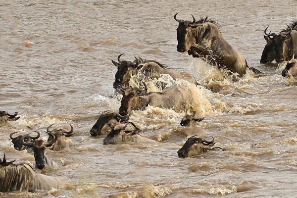 Safari naar de Grote Trek in Tanzania en Kenia: beste reistijd en locaties