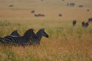 Afrika rondreis Botswana - zebra's in het gras
