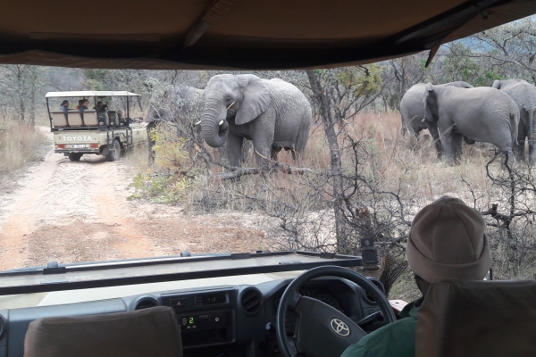 Is een safari in Afrika veilig? Alles over veiligheid tijdens een safari.