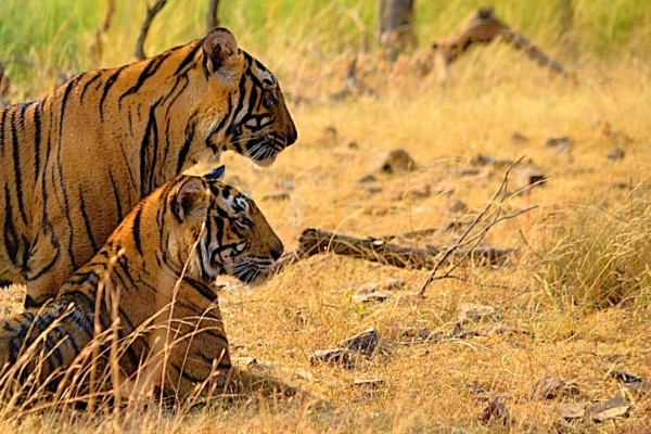 Top 5 tijgersafari bestemmingen in India: Een droom voor avonturiers