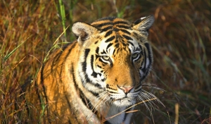India safari - close-up tijger