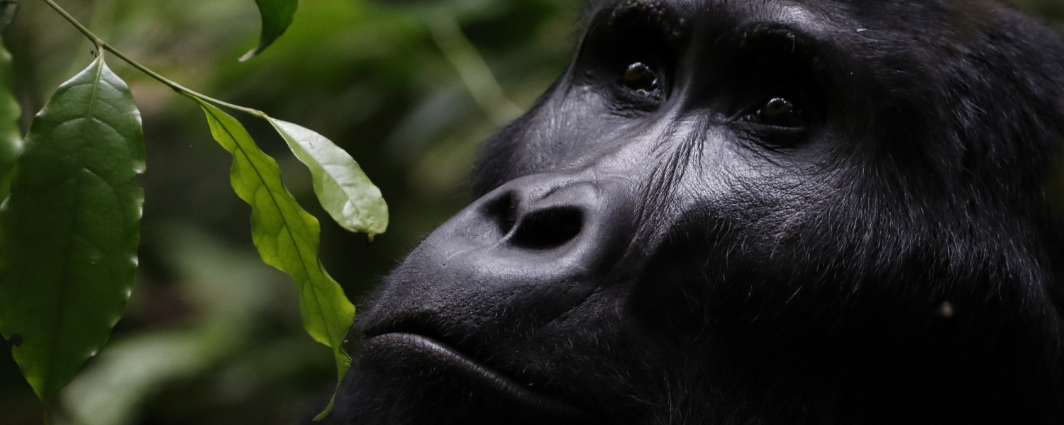 Afrika safari Oeganda - gorilla in het regenwoud