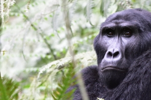 Afrika safari Oeganda - opgepast voor deze gorilla