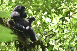 Afrika safari Oeganda - jonge gorilla in de bomen
